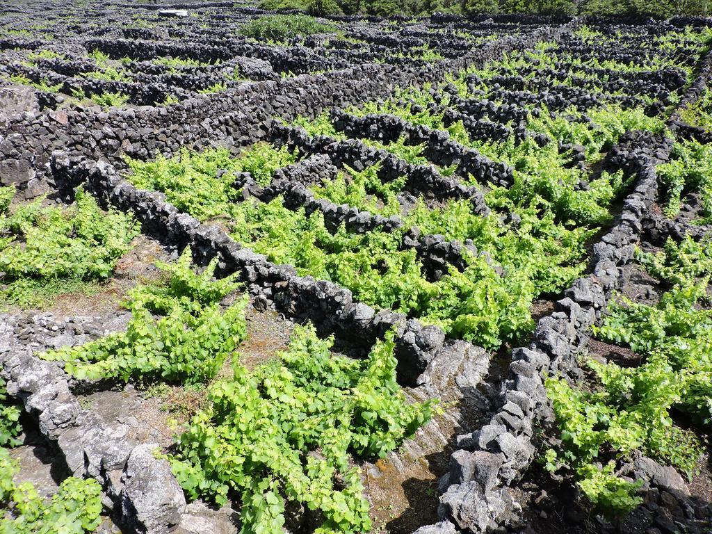 Oliveira * Madalena (Azores)